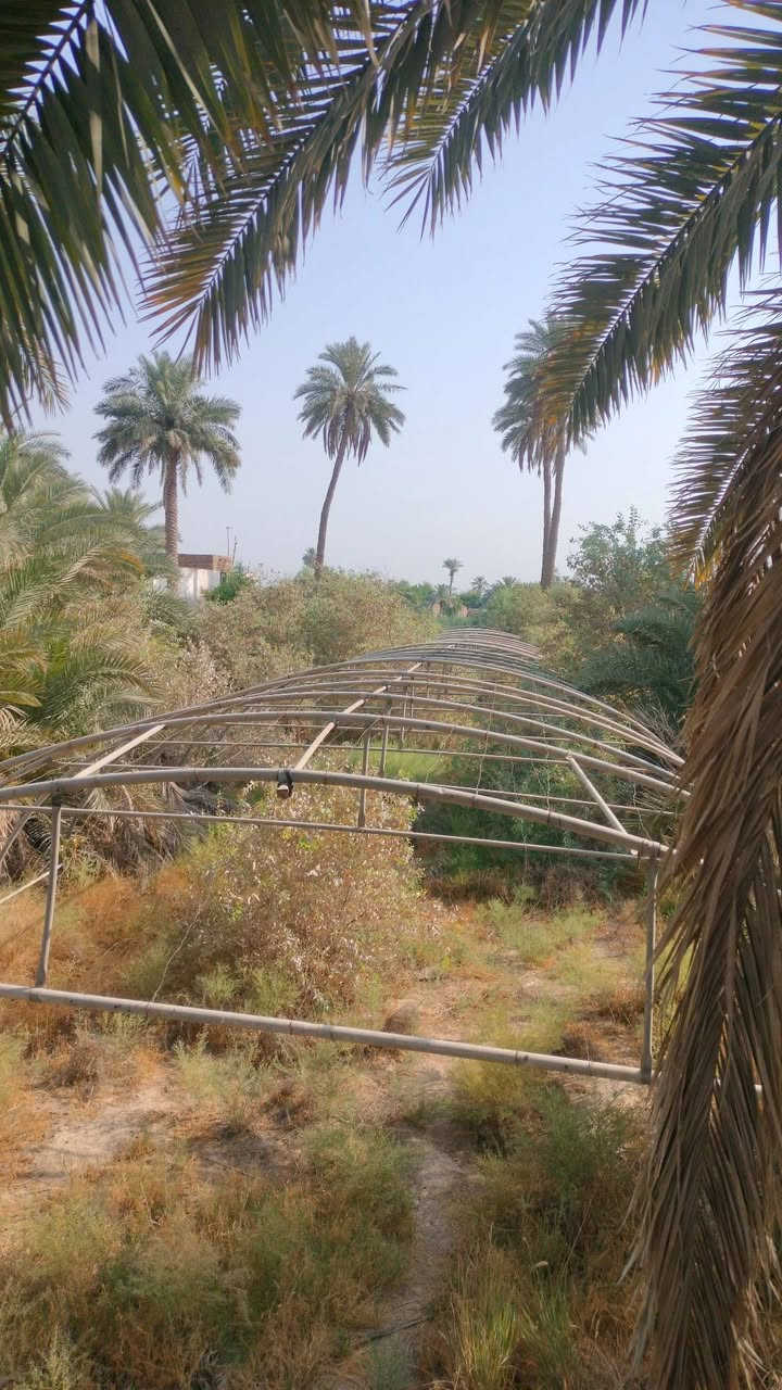 سلام عليكم
بيت بلاستيكي للبيع 
24 قوس 
القوس 3 قطع
العرض 9 متر 
رباط ثلاثي واحد هوائي وثنين أرضي
المكان /النجف الاشرف الكوفه عباسيه 
السعر خاص او الاتصال على الرقم ***********

