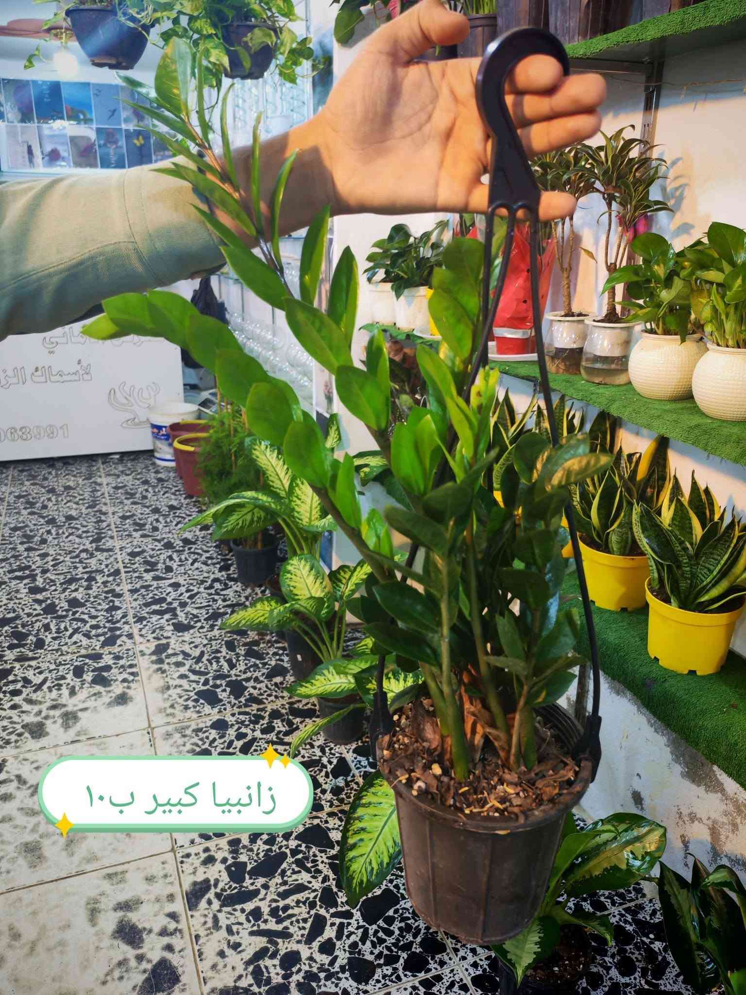 ضليات جديدة • برلايت • حجر ليكا