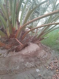 نخل برحي