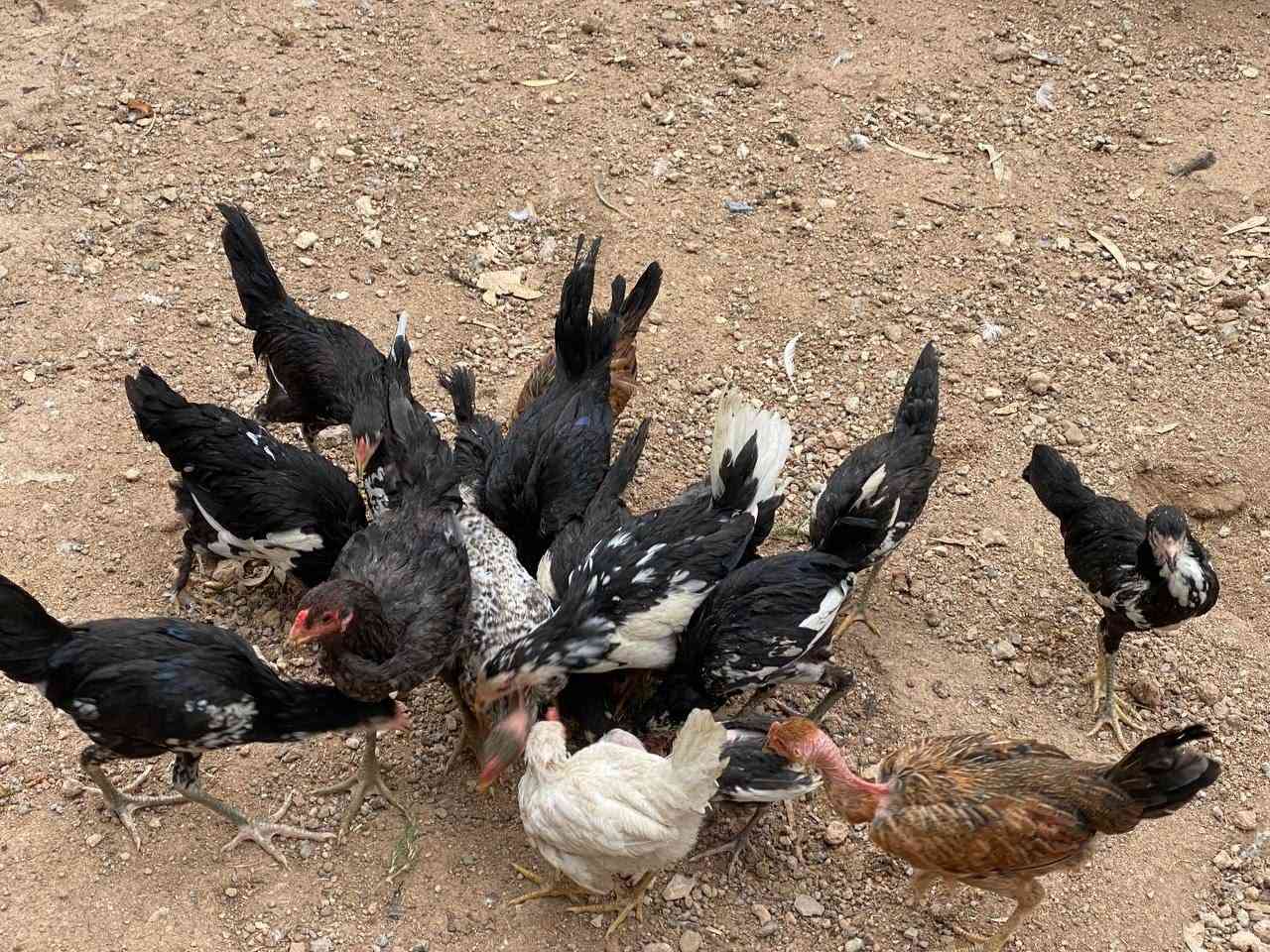 فرايج • ١٠ زوج • ملقحات كامل