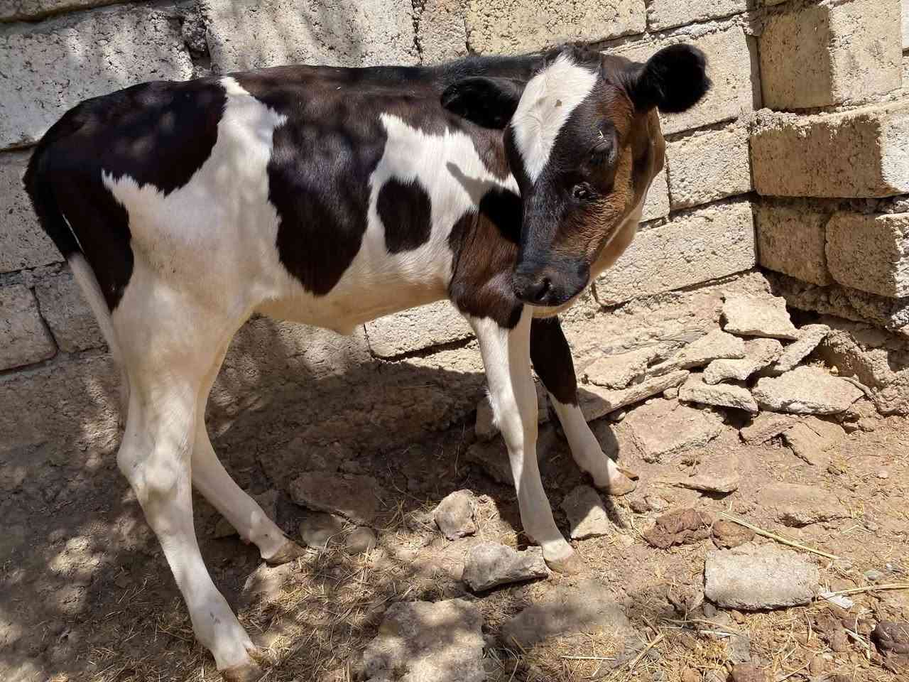السلام عليكم
حوليات 3 
للبيع 
جنس رقم 1فول فول
اجل فول نصاحه فول شرط حلال رقم واحد 
وين الجنايه
تصال ***********
وتساب ***********
