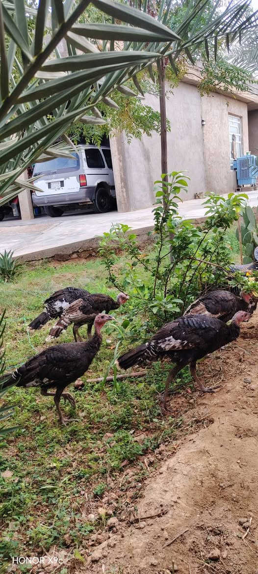 فسيفس • عدد ٩ • هيت المعموره