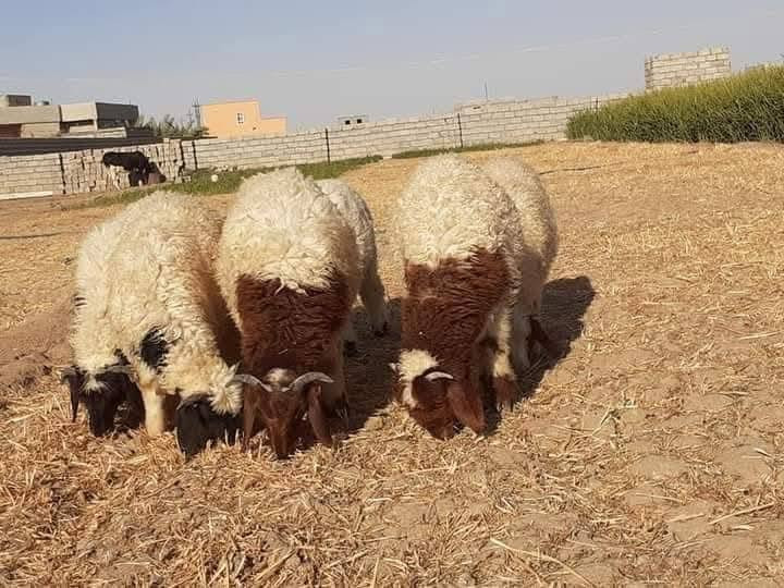 طليان • زوج • فيس