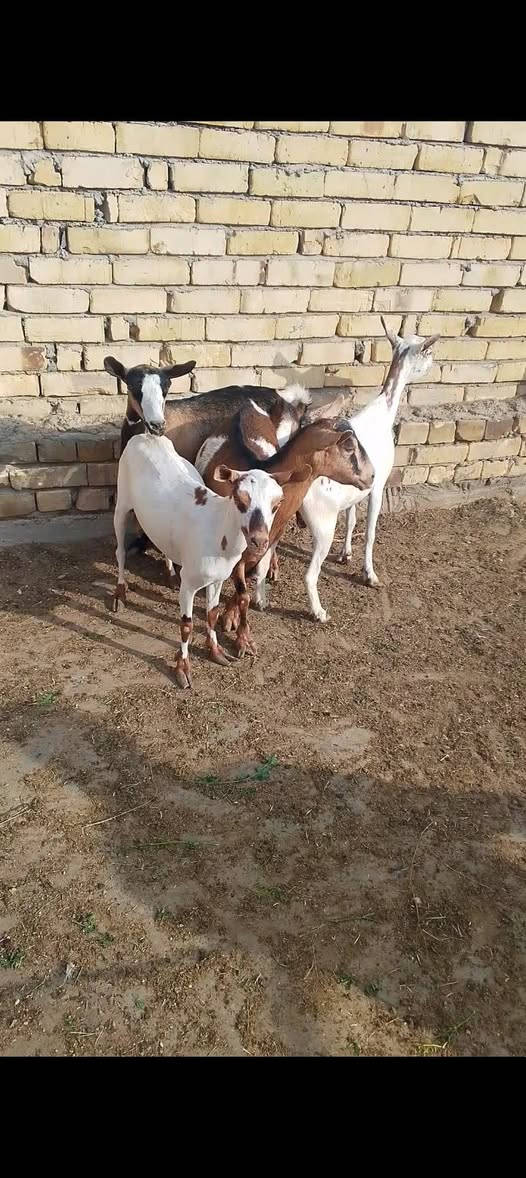 نعاج نثايه • ماخذات فحل • توصيل