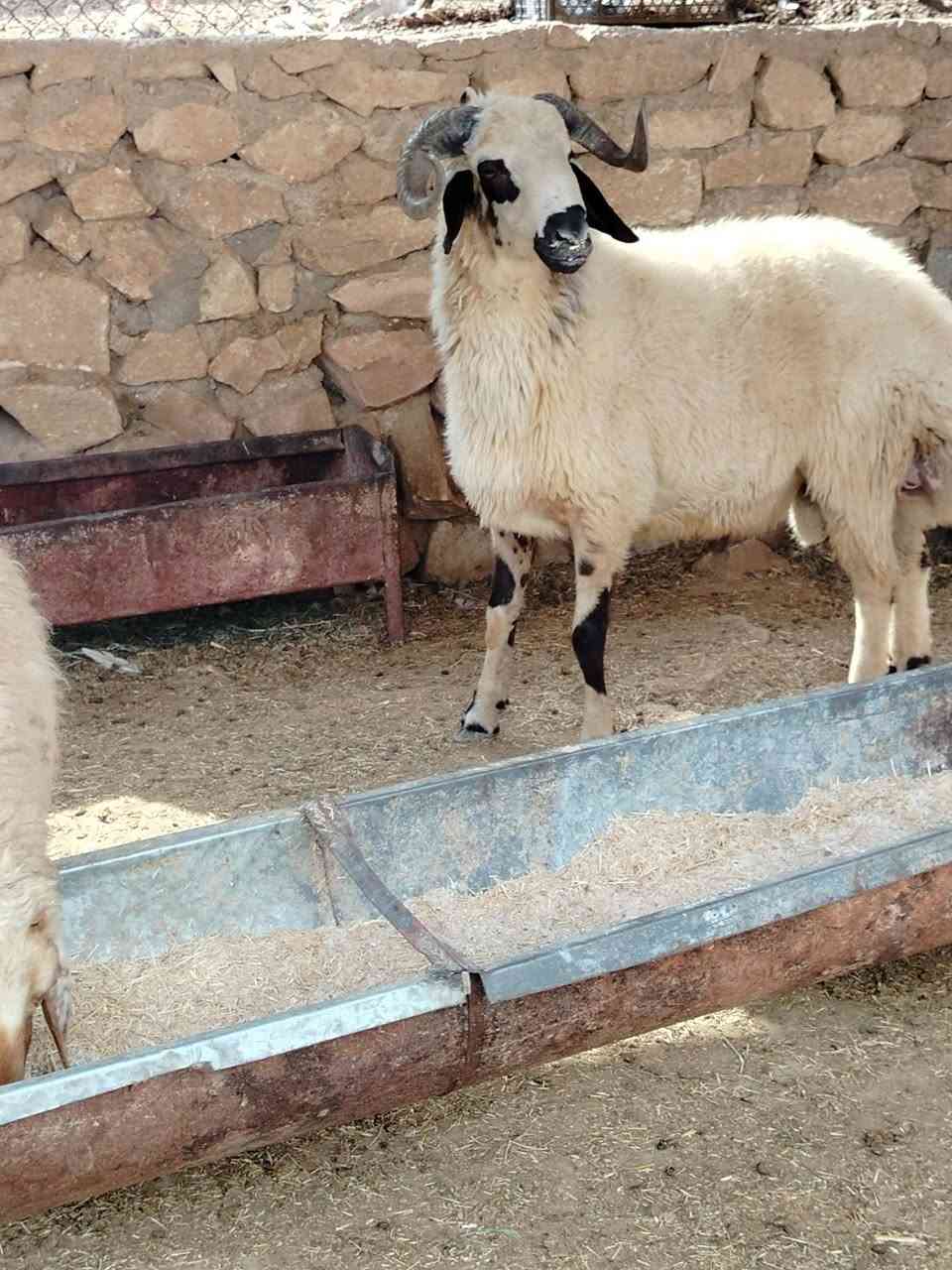 طلي • فحوليه • حديثه بروانه