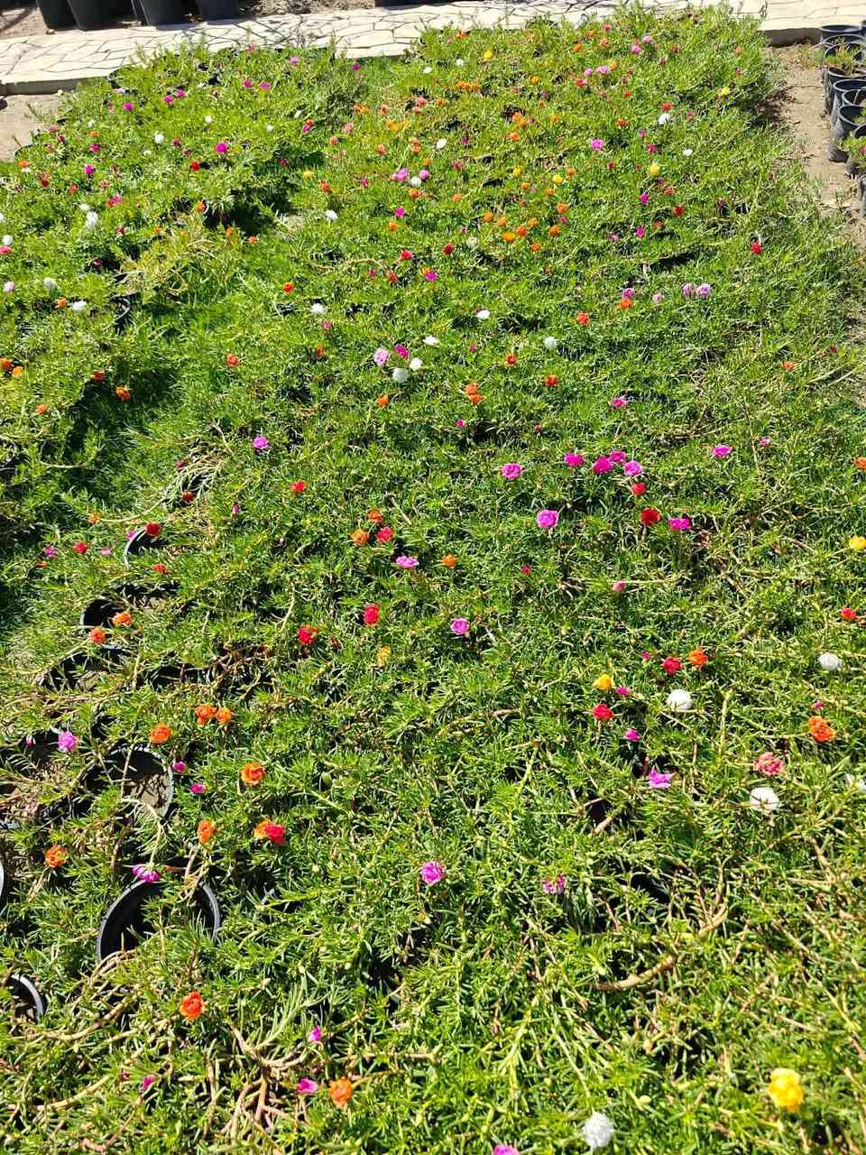 🍃مستـعدون🍂 ، لـترتيب🐦 الحدائق المنزلية 🏝️🏘️
وزراعة النباتات، 🌾🌴🌱والازهار، 🌼🌺🌻وقص الثيل.🌾🌾
وعمل الديكورات والتصاميم،الحديثة للحدائق،، بواسطة الاحجار الملونة           📍
ونعمل على تصميم  💦والنافورات  التواصل 
على الرقم التالي ***********
