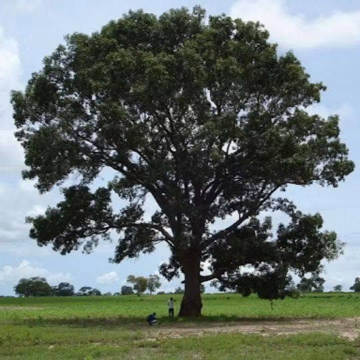 🌿🌳 السلام عليكم ورحمة الله وبركاته
لكل محبي الأشجار والطبيعة والجمال 🌱💚
اليوم نعرفكم على واحدة من الأشجار المميزة والقوية...
✨ شجرة الماهوجني الإفريقي ✨
وبسعر 10 الاف 
إرتفاع متر وربع 

🌱 ليش الماهوجني من الأشجار المميزة؟
🔹 سريعة النمو 🌿
من الأشجار سريعة النمو، وقد تحقق زيادات كبيرة في الارتفاع مع توفر الظروف المناسبة والعناية الجيدة.
🔹 تتحمل أنواع مختلفة من الترب 🌱
تستطيع النمو في أكثر من نوع من التربة، ويفضل لها أن تكون التربة جيدة الصرف ومناسبة لنمو الجذور.
🔹 تتحمل الظروف البيئية المختلفة ☀️🌿
تتمتع بقدرة جيدة على التأقلم، ومع العناية المناسبة يمكن زراعتها في بيئات مختلفة.
🔹 مناسبة للتشجير والمساحات الواسعة 🌳
تتميز بتاج واسع وكثافة خضرية جميلة، لذلك تُستخدم للحدائق والمتنزهات وعلى جوانب الطرق.
🔹 تمنح الظل 🌳☀️
مع نموها وتكوين تاجها الكثيف، توفر مساحة ظل جميلة ومريحة.
🔹 أزهارها عطرية 🌸
تتميز أزهار الماهوجني برائحة عطرية خفيفة ومميزة.
🔹 مفيدة للبيئة 🍃
تُعد من الأشجار المناسبة للتشجير وتوفير الظل والحماية ضمن مشاريع الغطاء النباتي.
🌳 الماهوغني... شجرة تجمع بين الجمال، سرعة النمو، وقوة التحمل 🌿💚
📍 متوفرة لدينا للمهتمين بالتشجير وتجميل الحدائق والمساحات الخضراء. 📩 للاستفسار أو الحجز راسلونا على الخاص.
واتساب ***********
🚛 يتوفر لدينا خدمه توصيل لجميع محافظات العراق 
🏡العنوان بابل/ المحاويل

