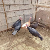 فراريج شيش • أوزان اتخبل • حايلات ٨