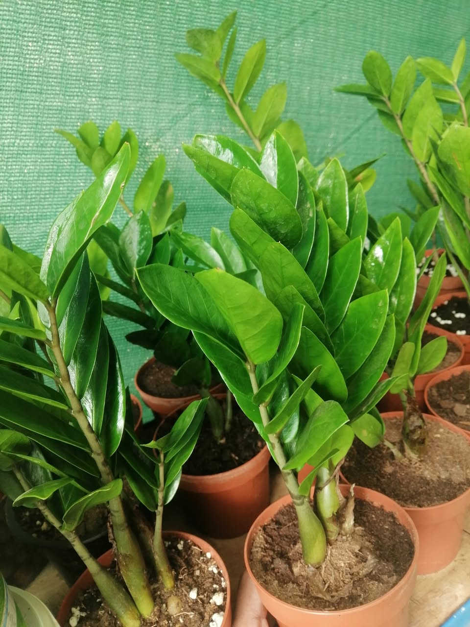 ((مشتل حديثة المركزي))
قرب دائرة البريد بسوق حديثة
عرووووضنا مستمرة وياكم واسعار بلاششششششش

((نبات الزاميبا ٤الالف فقط 😉✌️))🌺

لاستفسار زورو صفحتنا أو الاتصال على الرقم
*********** 🌺
اهلاوسهلا بالجميع ❤️
