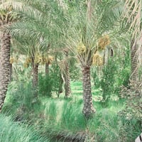 دونم • سند طابو • طريق كربلاء