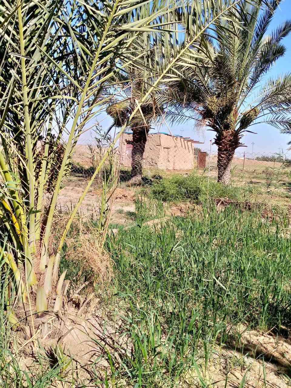 السلام عليكم بستان مساحه دونمين على نهر الوفاه من تعبر جسر اصبحه منطقى زيناويه السعر55وبي مجال الشراي جميع الخدمات متوفره ماء مجاري كهرباء الاتصال على الرقم ***********
