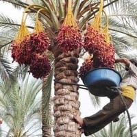 ابو جعفر • تقليم نخيل • تقطيع ونقل اشجار
