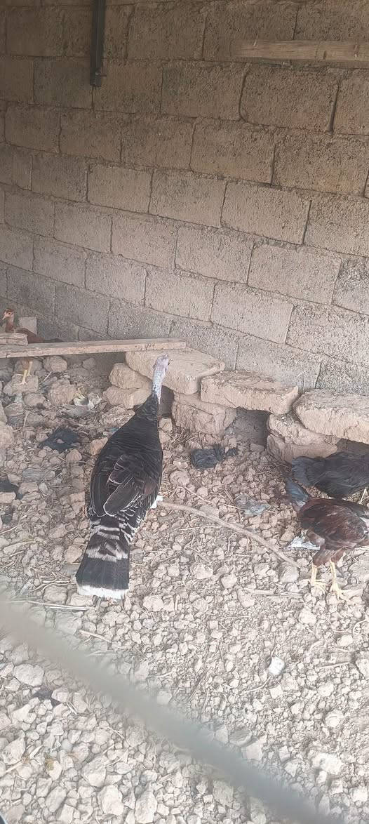بصراويه • ١١ فروجه • ديوك ونثايه