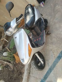 فراشة • فحل
