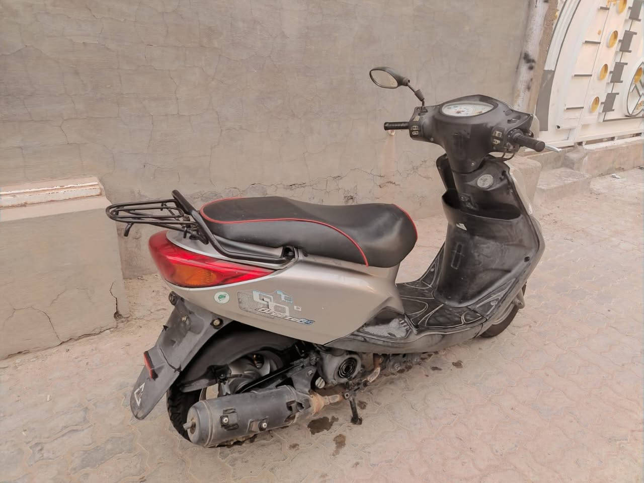 اكزز ببغاء • مكفولة • بغداد