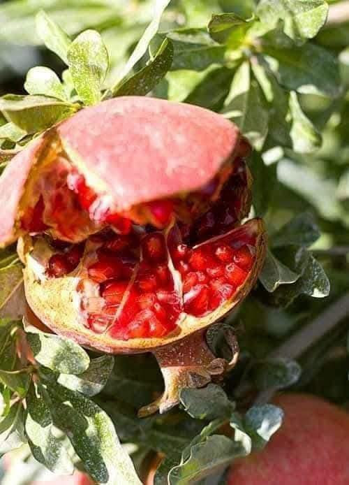 السلام عليكم ،،،،،،،اعلان
يعلن مكتب النجاح الزراعي عن وجود 
1) منشط نمو يعمل على زياده الانتاج لدى جميع المحاصيل 
منها(الخضروات--الفواكه--)
2)منشط يعمل على زياده حجم الثمار الموجود في جميع المحاصيل النباتية 
3) وجود منشط يعمل على منع تشقق الثمار وخصوصا 
(الرمان -- الرقي _التين --الحمظيات--وغيرها من المحاصيل النباتية الاخرى)

باداره___الدكتور ربيع عبد الجبوري 
رقم الهاتف__ ***********
الموقع__ الشرقاط الساحل الأيسر اسديره وسطى الفياض مقابل محلات العبدالكريم الحجاب
