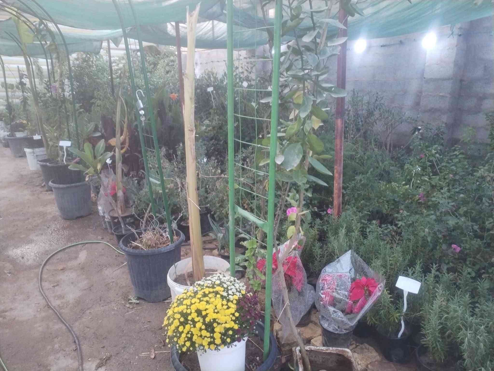 فسائل نخيل • مشتل الزهراء ميسان • برحي
