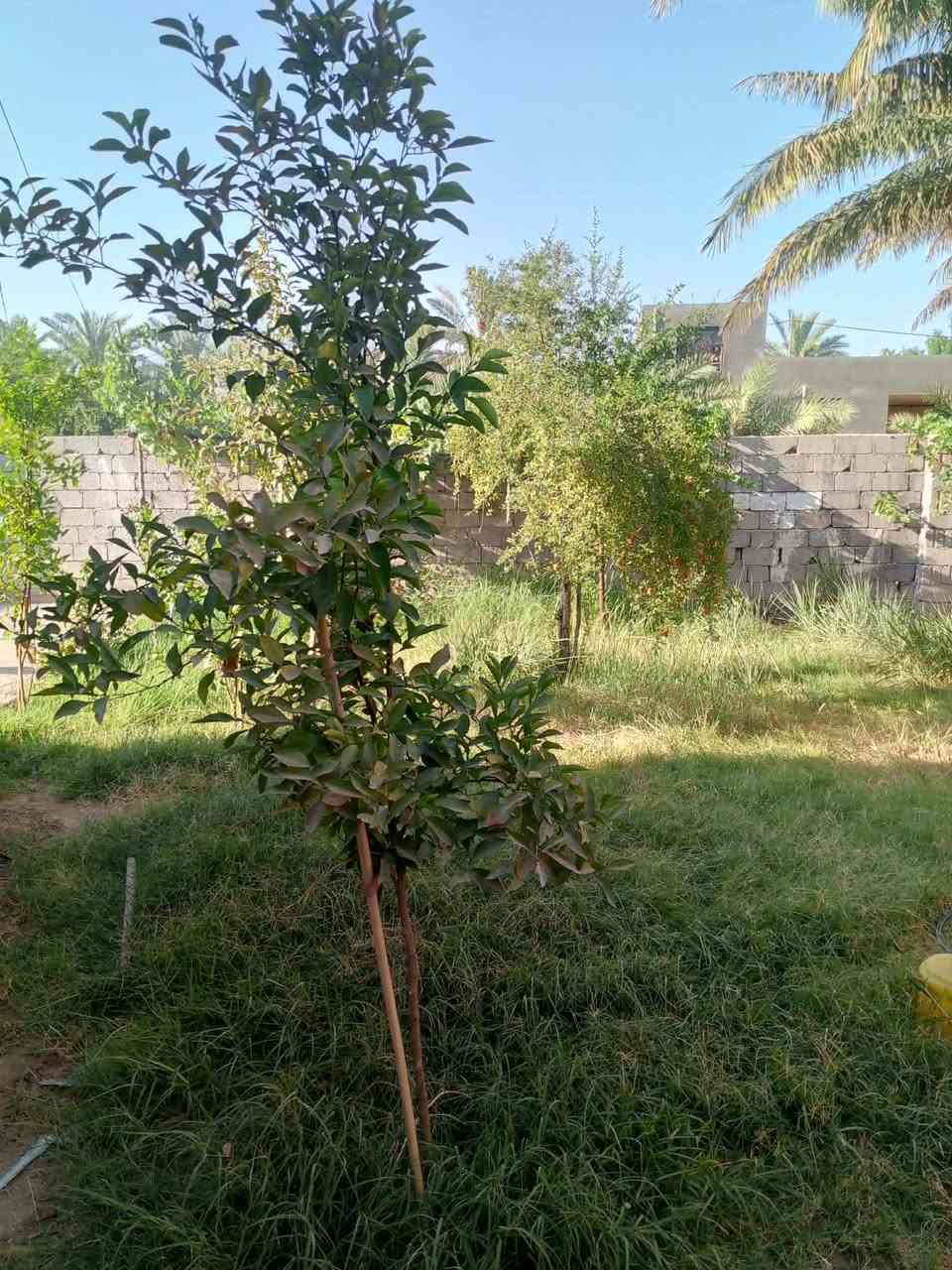 للبيع 1000متر مع بيت ومحل متوفره جميع الخدمات
وتحتوي ع نخيل وفواكه 

جنس العقار طابو سند 25 مفوظه بالطابو
العنوان بابل طريق حله نجف قرب مطحنة المسره تبعد عن الشارع الرئيسي 500متر

للاستفسار اكثر  ***********
