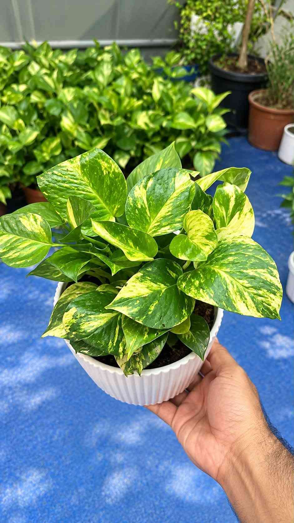 نباتات مشكلة انتاج عراقي
يوجد توصيل كركوك فقط 
واتساب ***********
مشتل محمد البياتلي الزراعي
