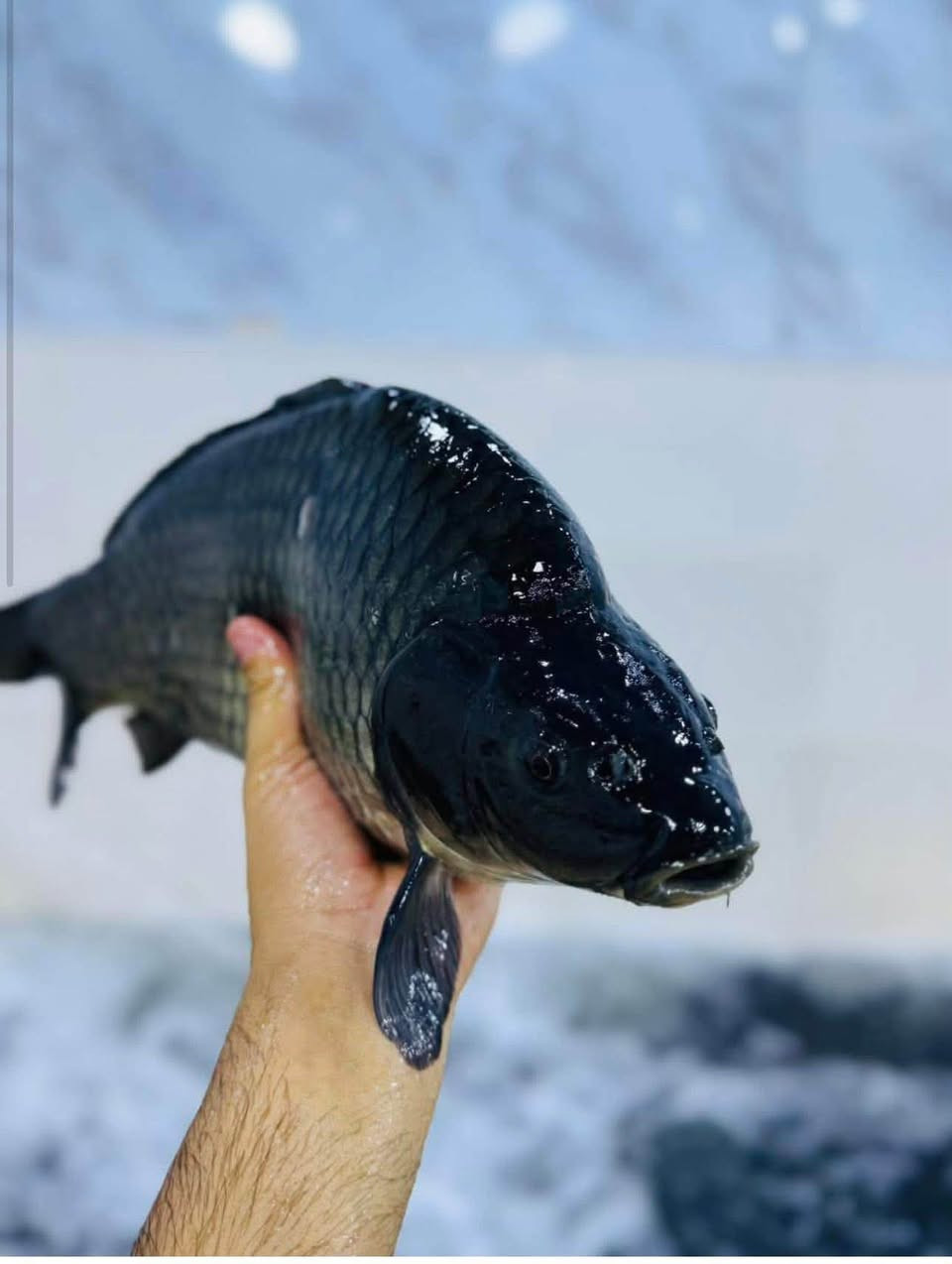 يابه وصل التازه 🌊🌊🎏🎏
سمك أقفاص (اسود)الطعم رهيب👌😋
سعر الكيلو4500دينار فقط👏👏🔥🔥
متوفر الأن في أسواق النور للمواد الغذائيه🛒🛒🛒*********** يتوفر لدينا خدمت توصيل وتنضيف 
#العنوان_الأنبار_عنه_شارع_المصرف_مقابل_التربيه🚘🚖
