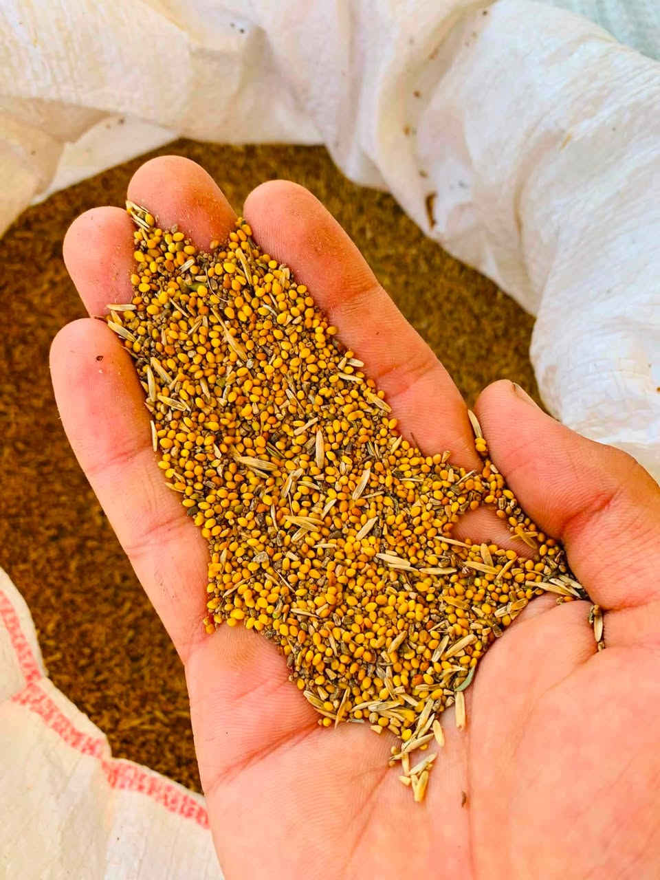 البيع برسينية تدرجة ولة  وزنتين ونص سعر الكيلو 2ونص العنوان كوت رقم الهاتف ***********
