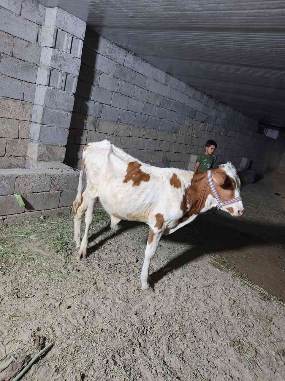 بسم الله ما شاء الله
#طليان العدد اربعه ثلاثه ذكور وفطيمه من حلال كريش خط اول مال ارباط حلوات وخشنات + حولي مال ارباط حلو وشرط الصحه
المكان واسط الشحيميه (قريه ١٠)( ***********)
ملاحضه اخوان اشتري جميع المواشي وشتريد من ذبايح مال مناسبات مال ارباط عندي ولله يرزق الجميع
