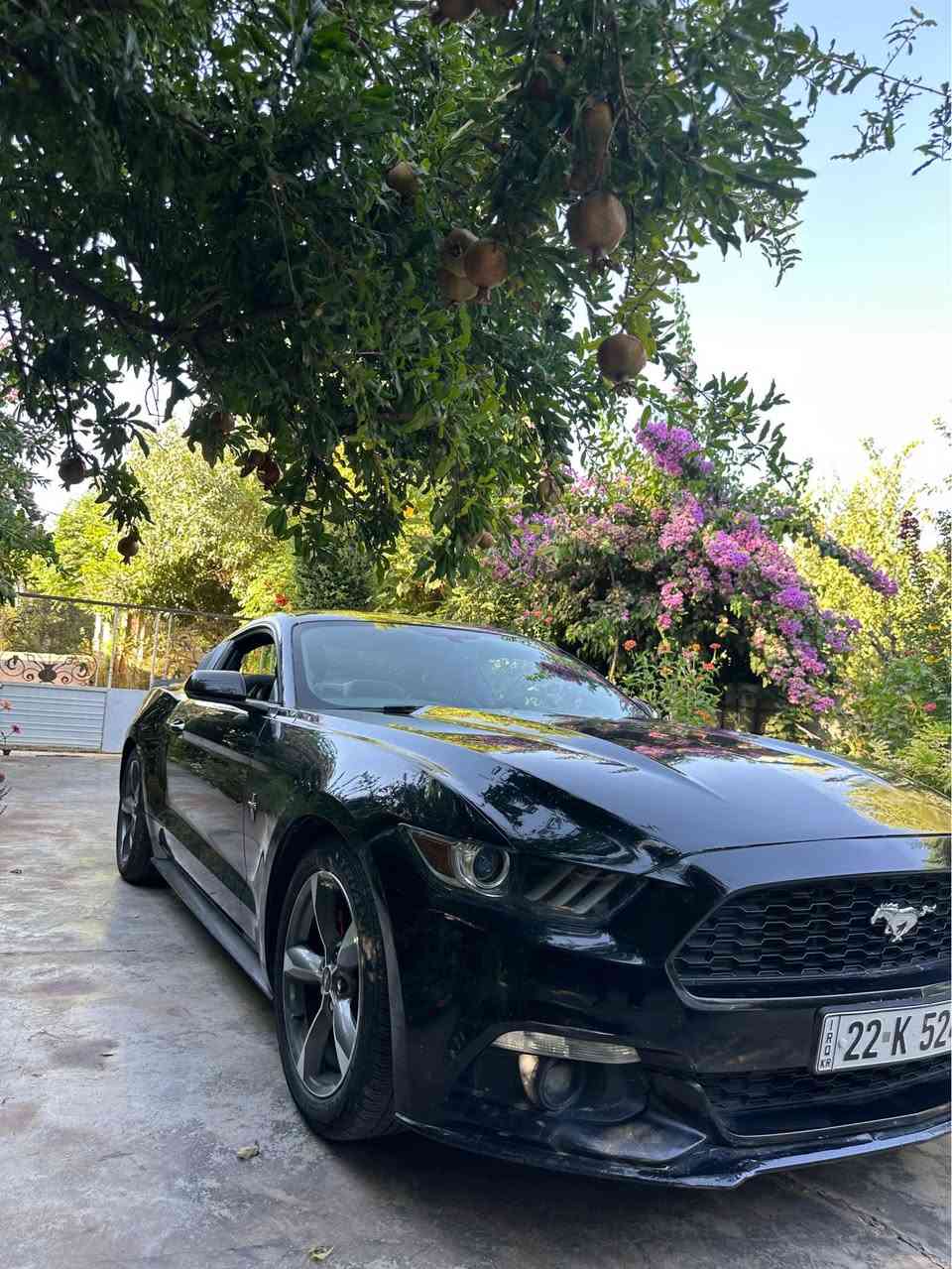 سلام علیکم 
موستانگ موسفات فول فول
مودیل٢٠١٧ 
ئیکوبوست
سنەوی بسمک 
تحویل غرام كل بشرط
جملغ بونيد صبغ
٨٥٠ الف غرم 
سعری١٠٣
واتساپ***********

***********

سلاو خواتان لبیت موستانگ ٢٠١٧ 
فول فول
موسفات
دووپارجە بویاخە 
٨٥٠ هەزار خرامە تیدایە دوای فرۆشتن بۆت دەگیرمەوە
گیرو مەکینە بە شەرت بەناوی خۆمەویە السليمانية, العراق
