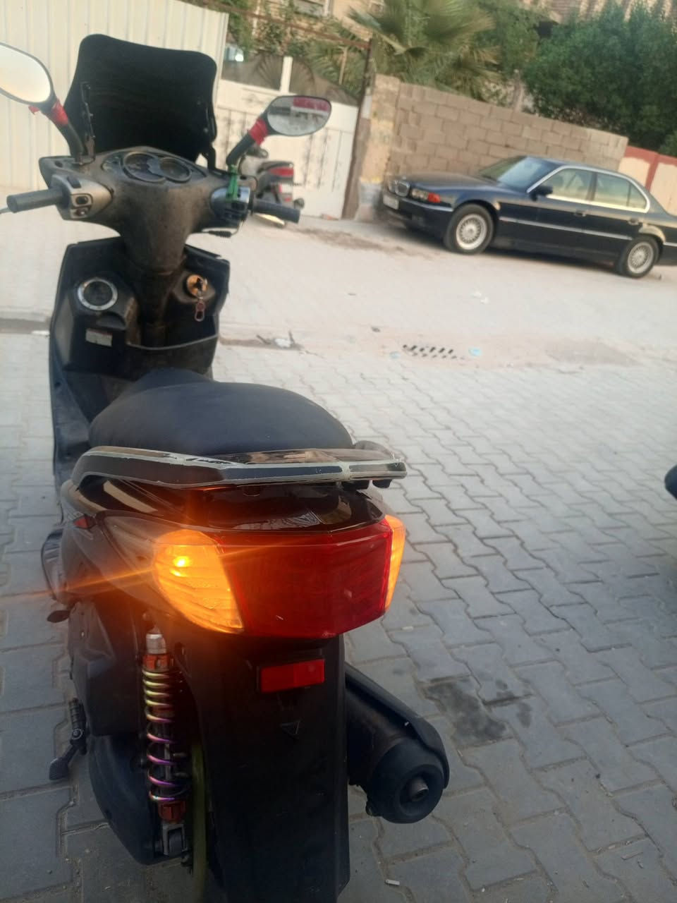 سكنس فحل • مراوس • سلف