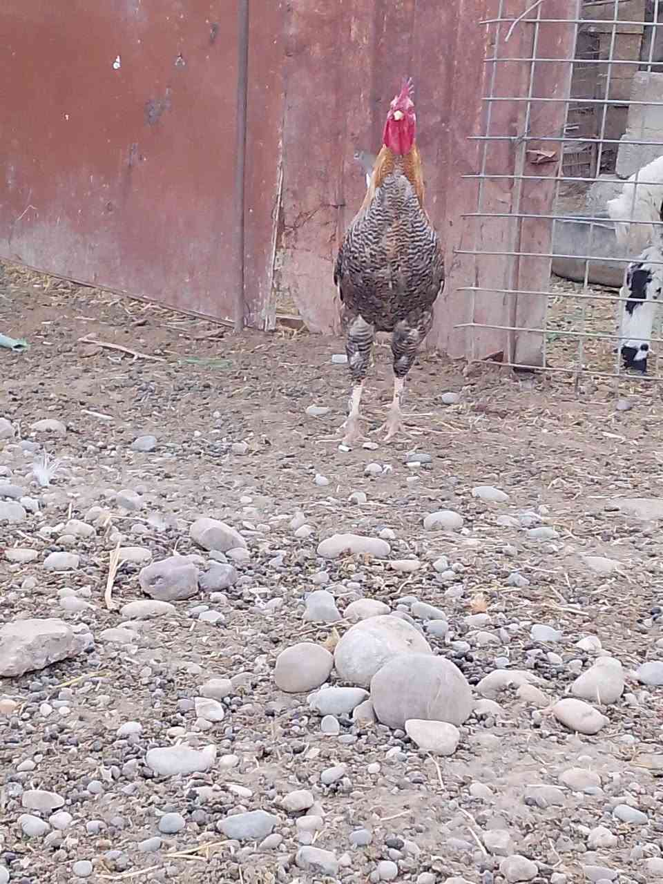 واحد مال العام • ٢ مال السنه