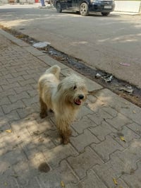 الجلب • للبيع • تواصل
