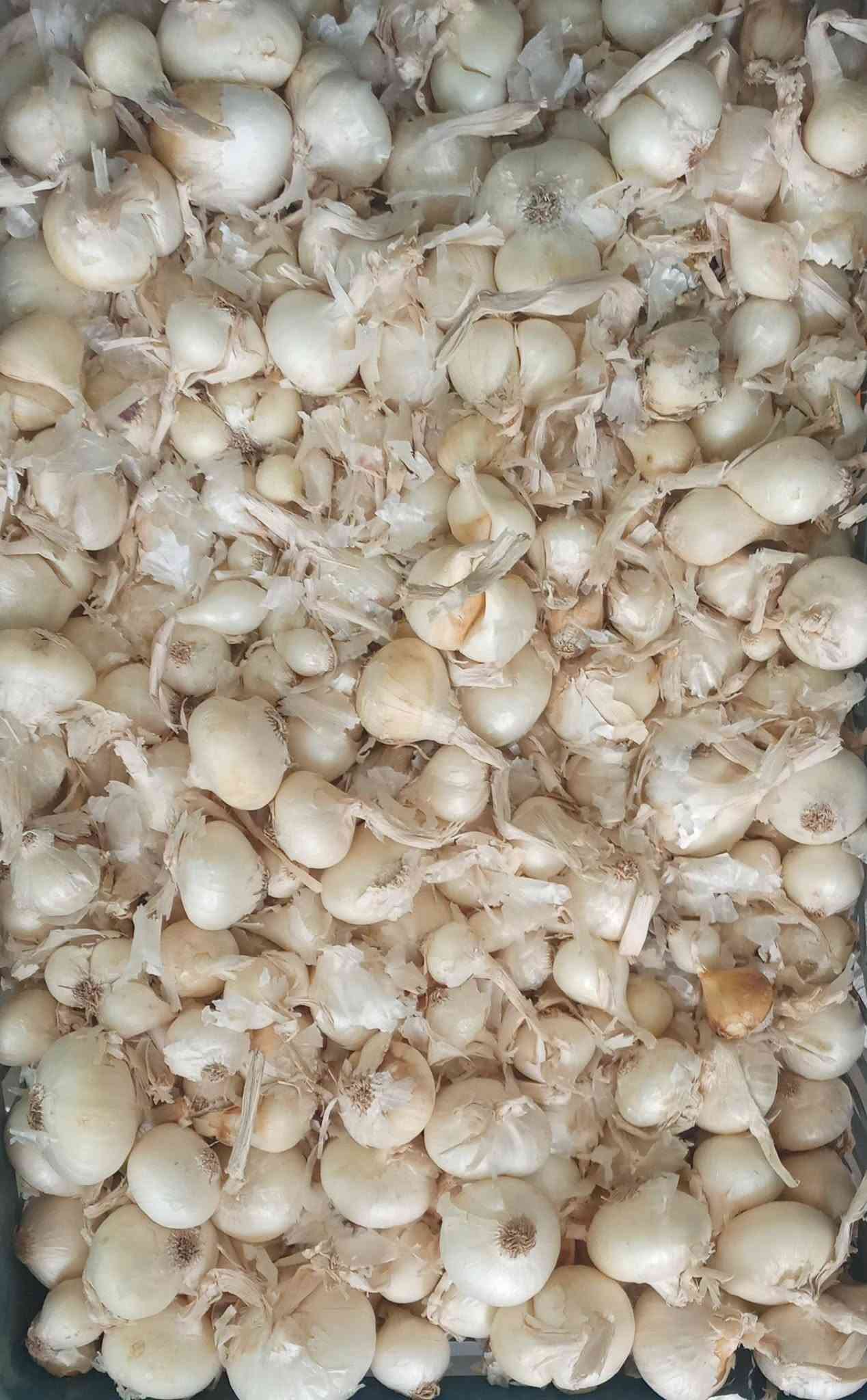 بذور • جلايفوسيت • برسيم مصري