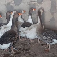 قازات • ٨ قطع • للبيع