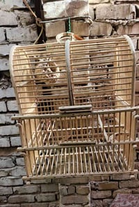 بغداد كرادة • قفص دجاج • قفص بلبل