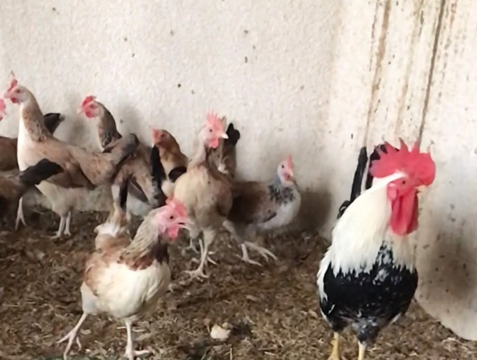 طبقة بيض • دندراوي سيافي • صلاح الدين بلد