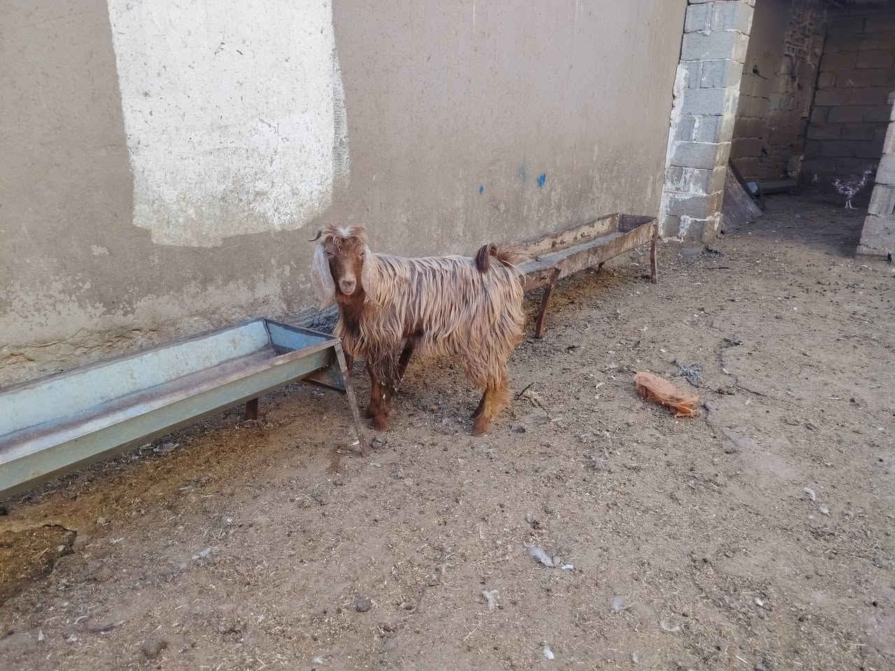 جدي عراقي • ١٢ كيلو • ذبح داخل كركوك