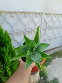 الأجاف النجمي • عصارية • تحمل الجفاف