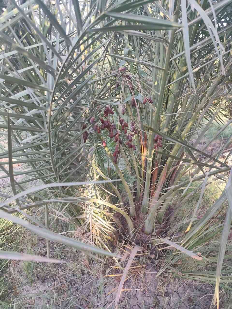 فسائل نخيل استعمران درجه اوله الحبه الكبيره 
سعر 10مع القلع  /بصره قضاء المدينه 
***********
