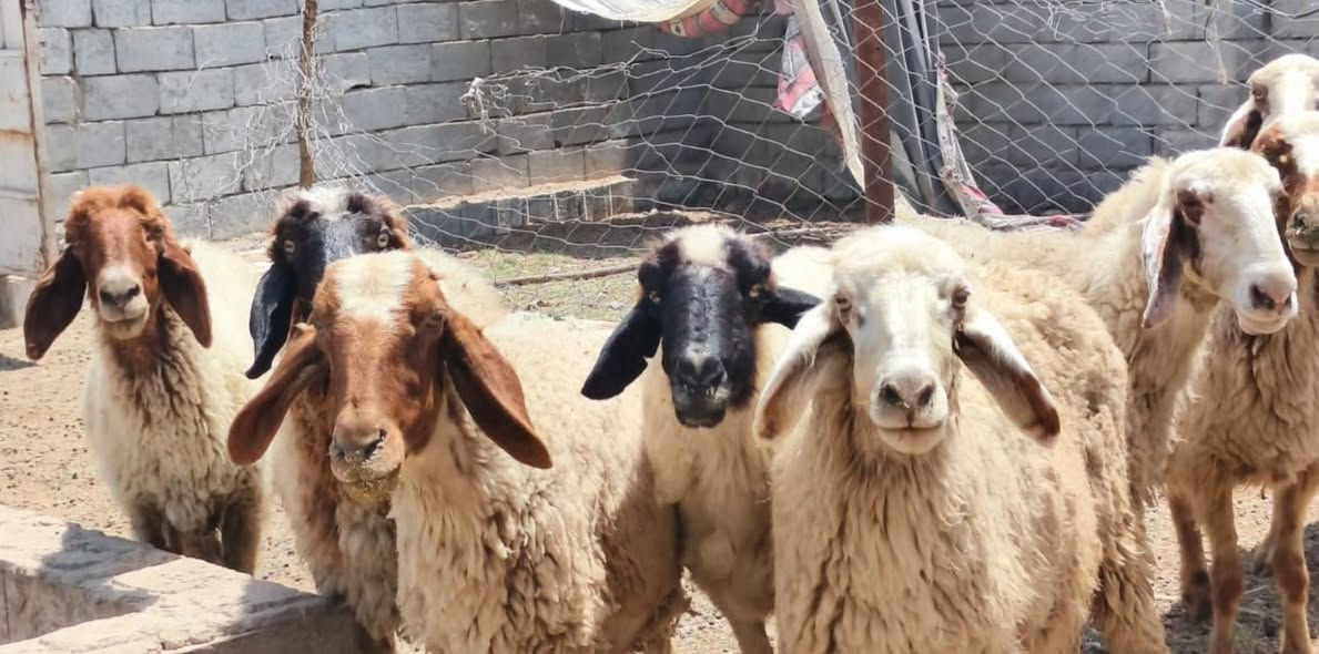 غنم عدد 9 مراح واحد
 عله كل عيب  مكفولات عين وسن وشطر  ونصاحه فول  حلال نضيف ومال جني  
مضاريع بيها شهرين و3  

سعر الوحده 290 اسعار ثابته 

ديوانيه سنيه
 تــــوصــــيل مــــــاكوووو

***********
***********
