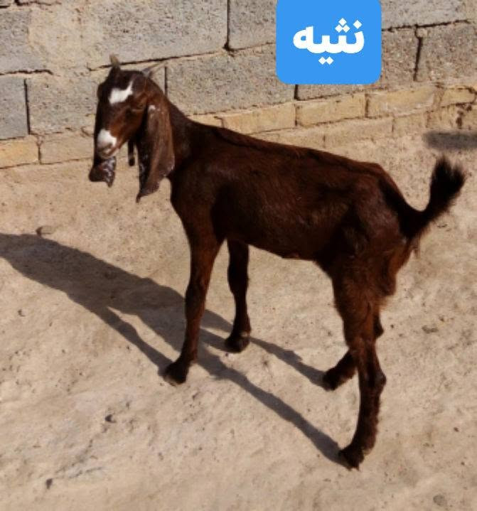 الزوج ب265 الف.   كشاتير 6 بيهن نثايه 2  مكان الشطره ***********

نص مكتوب في الصور:
- نشيه