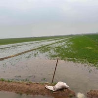 ارض للايجار ٣٠٠ دونم  ارض خصبه كلش بمعنى الكلمه سقي اروائي قنوات سقي س...
