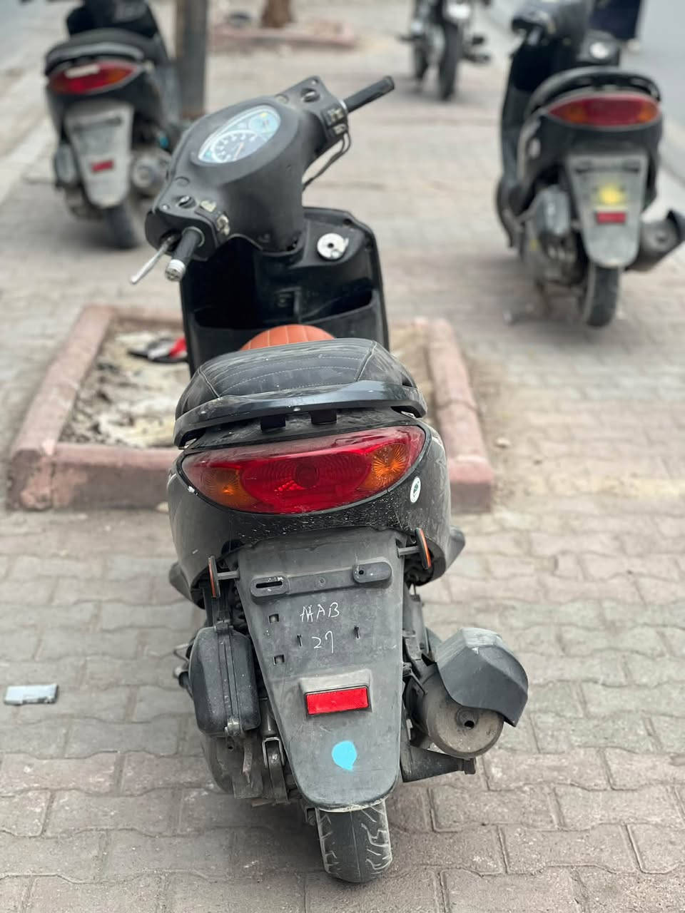 بريز ببغاء • جديدة • الحريه