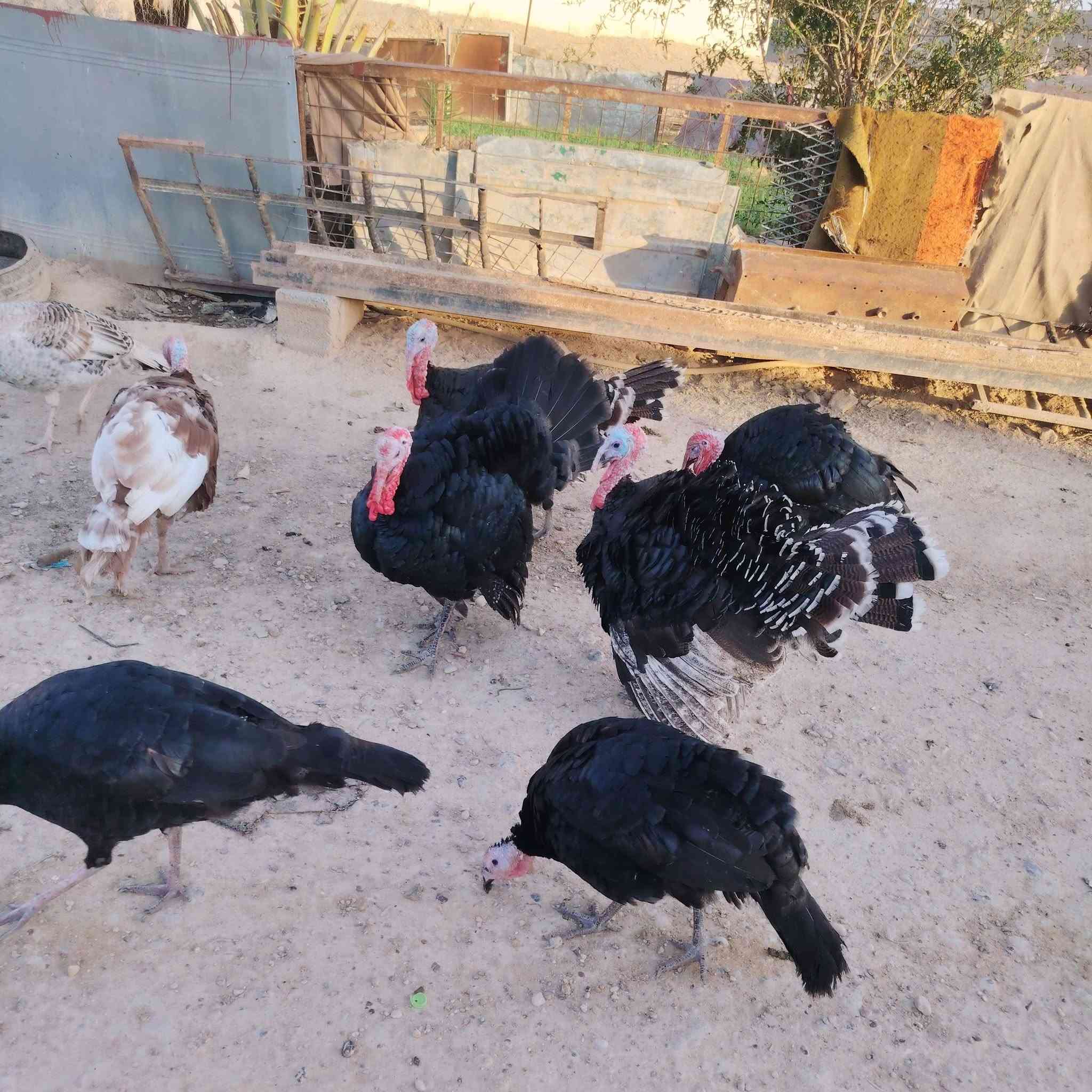 افحل • فسيفس • قابل للتفاوض