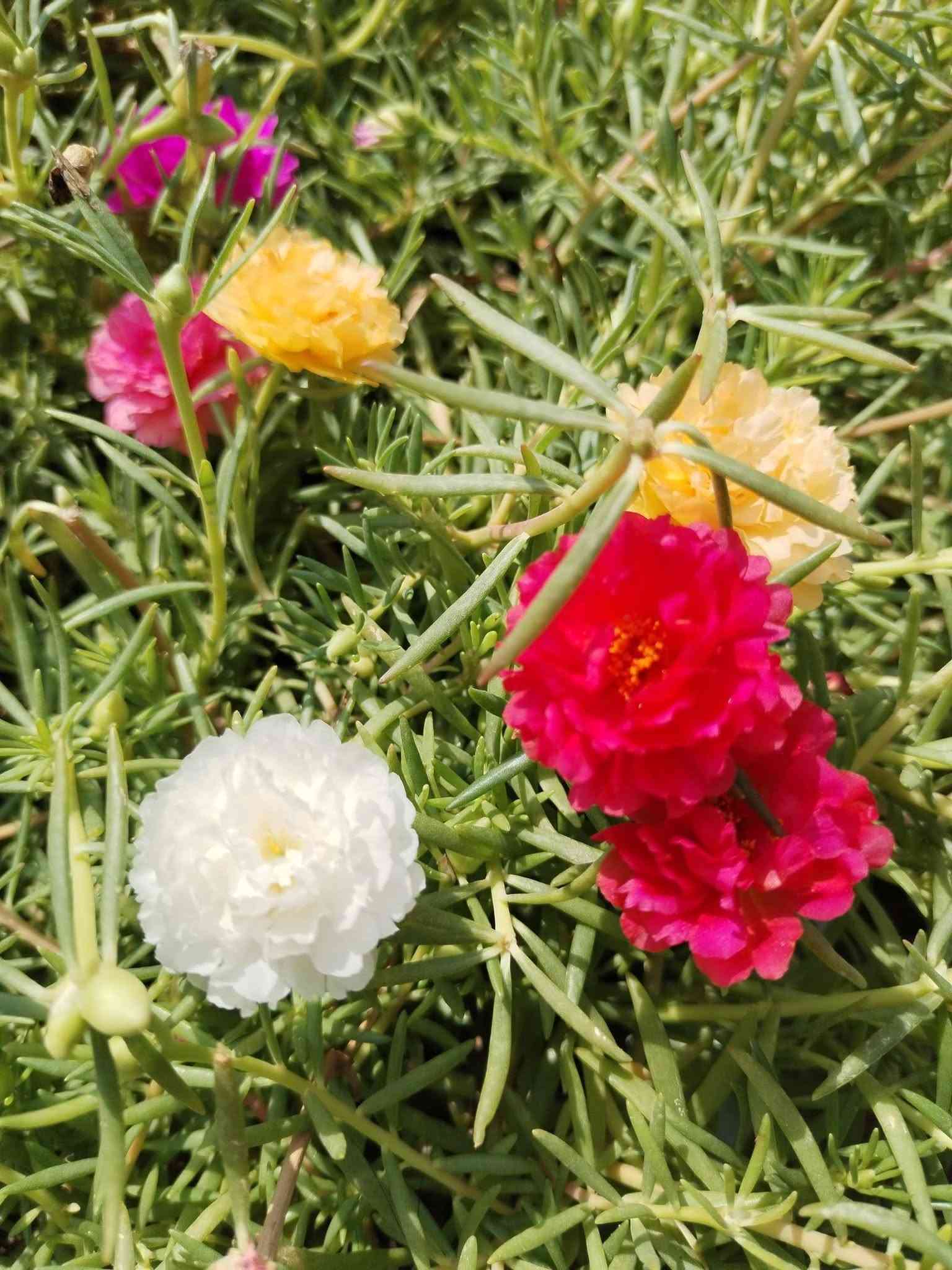 متاح لدينا شتلات نبات ورد الصباح العراقي الوان لطلب والحجز واتساب ***********
السماوه أو مراسلة الصفحه يوجد خدمة توصيل طلبات داخل السماوه ولكافة المحافظات لباب البيت أنواع البذور الاستوائية النادره
