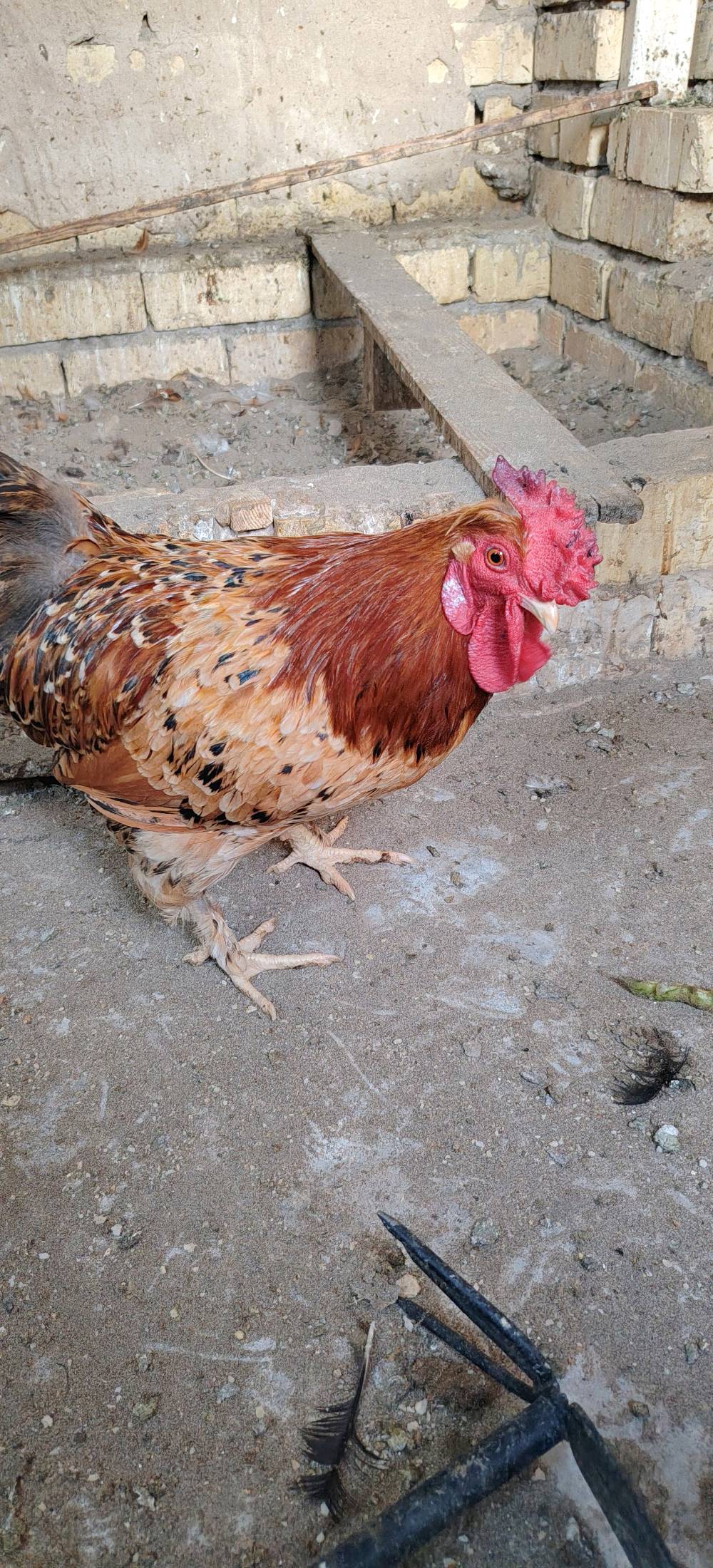 ديج كوجن • عمر أقل من سنة • بغداد الامين الثانيه