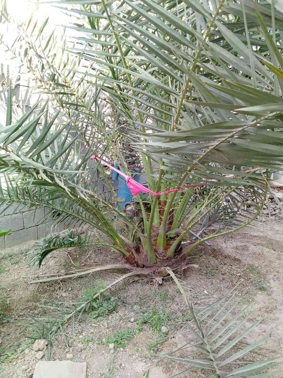 مرجوحه • ٤سنوات • واسط الصويره