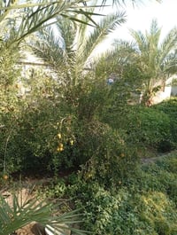 الحلة • ٢٠ دونم • بستان نخيل ٥٠٠