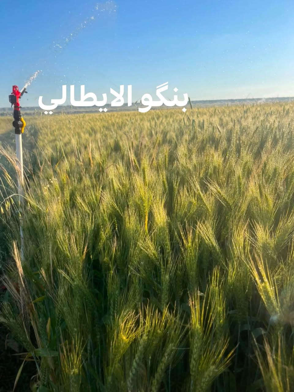 � متوفر لدينا حنطة بنكو بنت المغلف 🌾

✅ شرط النقاوة
✅ نصف مفترشة
✅ متوسطة الارتفاع
✅ إنتاجية عالية
✅ صنف مميز ومناسب للزراعة

📞 للحجز والاستفسار:
***********
***********

📍 كركوك – الحويجة

🌾 بنكو… خيار الفلاح للإنتاجية العالية

نص مكتوب في الصور:
- بنگو الايطالي
- بنگو نصف مفترش