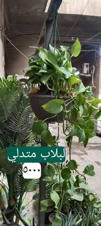 بغداد حي العدل • نباتات زينة • قيصرية عباس