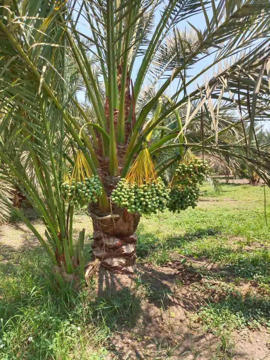 العنوان واسط...............برحي حر اصلي للبيع مال بستاني وثمرهن موجود بيهن تاكل وتشلع سعر الفسيله 100الف حجمهن خشنات  خير من الله مال مزرعتي ومظمونات ومذمم الماعنده وحق رسول الله يجي يشلعها ويشلع عيوني وياخذها بلاش ويروح حاليا موجود ثمر وتعالي اشلع بيدك .....***********
