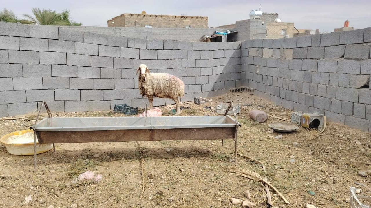 بسم الله تبارك الرحمن ♥
اخوان ماشالله متاح نعجه ام ثالث بطن مال مجنوي خط اول خشان شرط فوول خشان جبش عشار بس ماتعهد شراي يجيك بيده شرط نصاح سن وشطر وعلاكل عيب سعره 285 مكان الانبار حديثه وتوصيل موجود حسب لاتفاق 
***********
*********** 
والرقمين بيهن واتساب

نص مكتوب في الصور:
- HONOR X9c